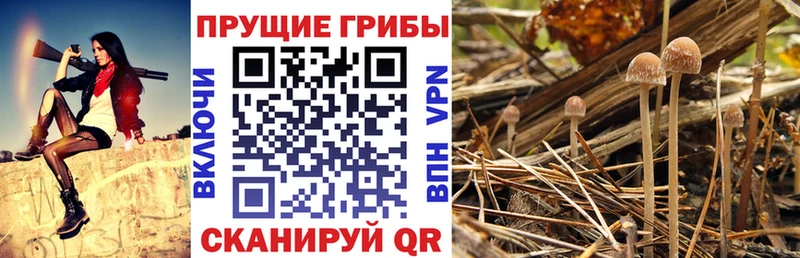 hydra ссылка  Тайшет  Галлюциногенные грибы Cubensis 