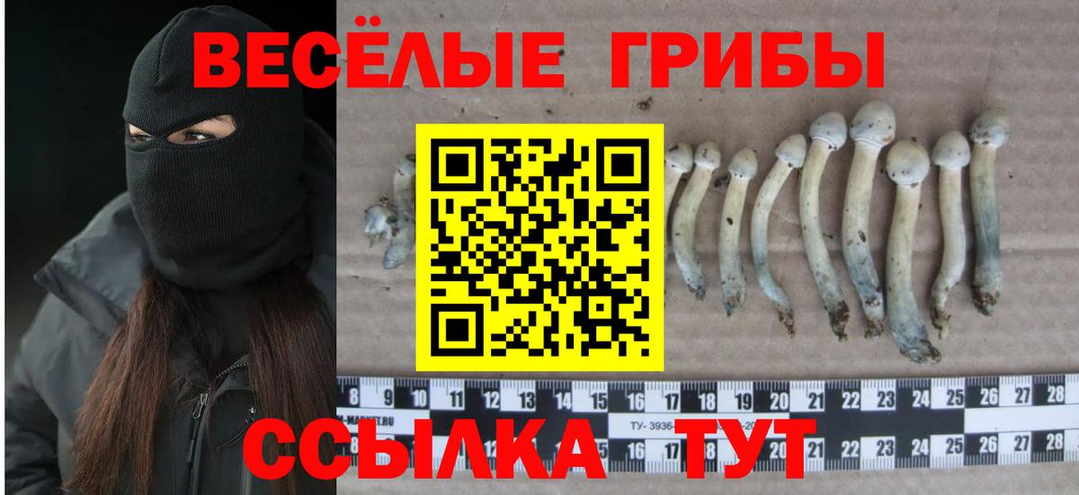 Тайшет  Псилоцибиновые грибы мухоморы  Вход с VPN 